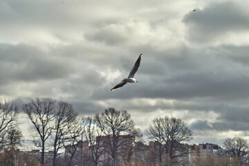 Seagulls of Kaliningrad fly on the summer lake.