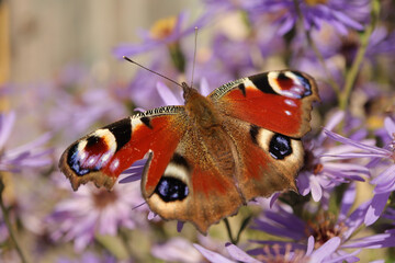 Paon du jour (Aglais io)