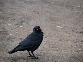 Jackdaw, Corvus monedula aka Eurasian or European Jackdaw. Face to camera.