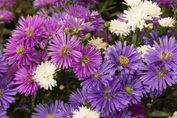 Obraz premium Asters multicolores 