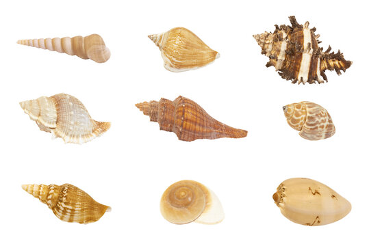 Différents coquillages