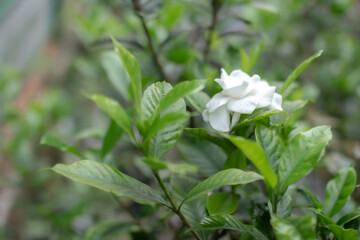 a single white rose grows on the tree.