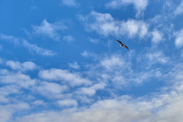 Seagulls of Kaliningrad fly on the summer lake.