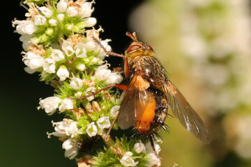 Tachinaire hérissonne (Tachina fera)