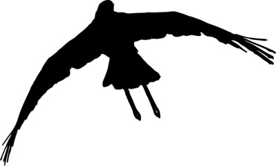 Aigle noir volant sur fond transparent  - obrazy, fototapety, plakaty