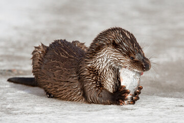 A river otter on the ice eats a caught fish. The otter is a mustelid family. Lutra vulgaris. Happy...