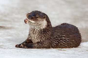 A river otter on the ice eats up the fish it has caught. The otter is a mustelid family. Lutra...