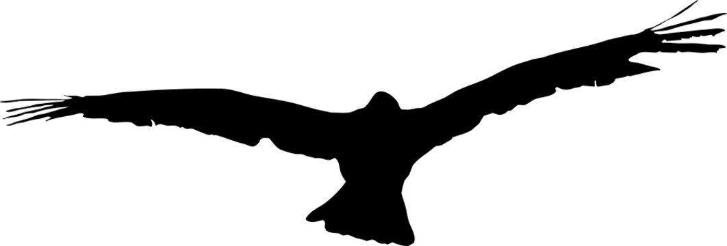 Aigle en vol noir fond transparent 