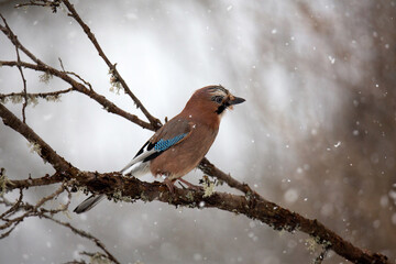 A jay is sitting on a branch with moss. Flakes of falling snow. Blurry brown-gray background....