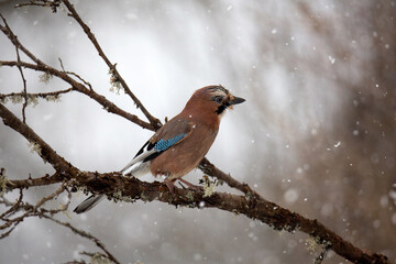 A jay is sitting on a branch with moss. Flakes of falling snow. Blurry brown-gray background. Mockingjay in winter. Birds of Eurasia.