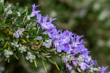 Branch of rosemary flowers.Purple blooming of rosemary with the green leaves,Fresh Rosemary Herb.Spring time in Italy.