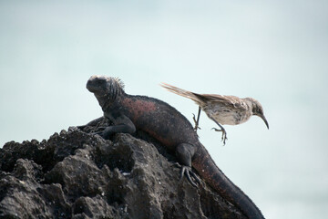 Marine Iguana ( Amblyrhyncus cristatus ) and Galapagos Mocking Bird