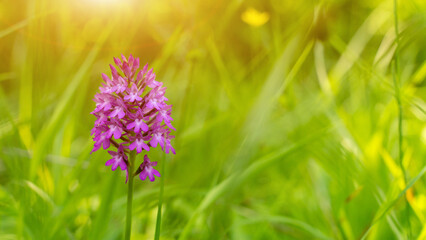 Monkey orchid in the forest, spring season against the background of grass in bokeh. Plants in the mountains.