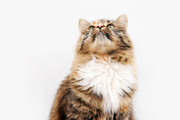 Portrait of a cat with a white breast on a white background