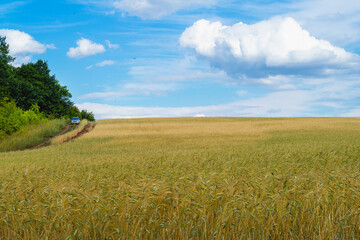 Wheat field on a summer day. A road going into the horizon and a car driving along it. A bright, cloudy sky with a huge, white cloud.