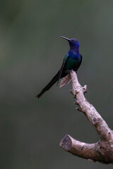Obraz premium The swallow-tailed hummingbird perched on a branch of a tree in the forest. Its tail resembles scissors. The specie Eupetomena macroura also know the Beija-flor Tesoura. Birdwatching. Animal World.