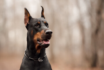Portrait of a doberman in the autumn forest