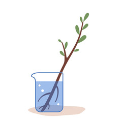 Flat vector illustration of sprouted tree branch in water with roots. Rooting cuttings in water, home propagation of trees and shrubs for the garden. Vector illustration on white background.