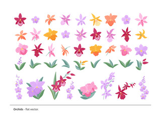 A large set of flowers, buds, leaves and twigs of different varieties of orchids. Light, elegant flowers for your compositions and designs. Flat vector illustration.