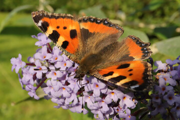 Petite Tortue (Aglais urticae)