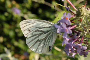 Pieridae sp.