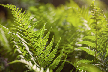 Natural plant background. Leaves of a wild fern in the forest. Close-up, backlight.