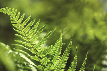 Natural plant background. Leaves of a wild fern in the forest. Close-up, backlight.