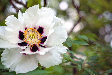 Floral background. White tree peony flower close-up, copy space