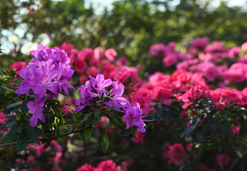 Spring or summer floral background. Blooming pink and purple azalea bushes. Azalea flowers in full bloom. Selective focus, shallow depth of field.