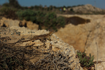 the lizard sits on the rocks and basks in the sun