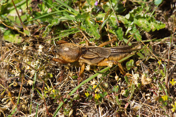 Insecto Grillo topo, Scapteriscus vicinus en la hierba