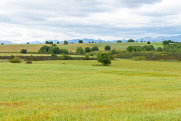 Fototapeta na wymiar Vista de Paisaje ondulado primaveral de campos verdes, árboles y montañas en el horizonte 