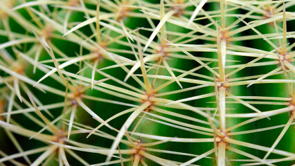 Close-up cactus spines, cactus background