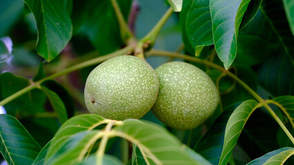 Obraz premium green walnuts on the tree
