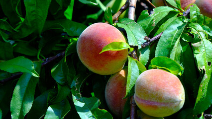 peachs on the tree