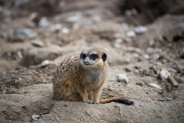 Portrait of meerkat sitting on the land