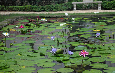 The pool with Water lilies