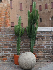 Euphorbia plants in pots. Ferrara castle, exterior.