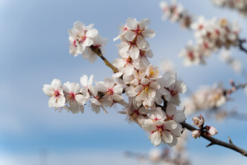 Almond blossom 