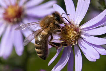 Abeille domestique --- Abeille mellifère (Apis mellifera)