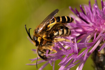 Halicte de la Scabieuse (Halictus scabiosae)