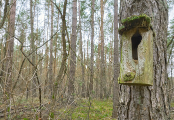 Wooden birdhouse in a forest, selective focus.