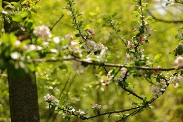 Tree branches that bloom beautifully in spring