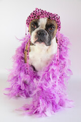 funny Boston terrier.in a pink boa and  for the carnival
