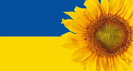 Wandcirkels plexiglas Ukraine, sunflowers are a symbol of Ukraine © meegi