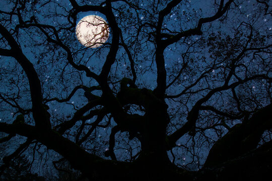 Oak of the Witches in Montecarlo, Italy on the full moon. The Oak at 600 years old