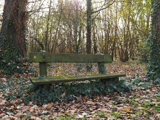 Bench in the woods, autumn landscape