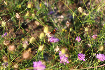 Painted lady butterfly and wildflowers in the meadow. Selective focus.