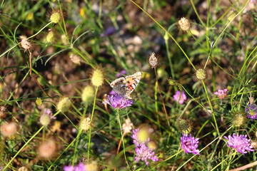 Painted lady butterfly and wildflowers in the meadow. Selective focus.