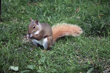 Squirrel having lunch